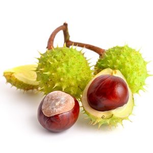 Horse Chestnuts